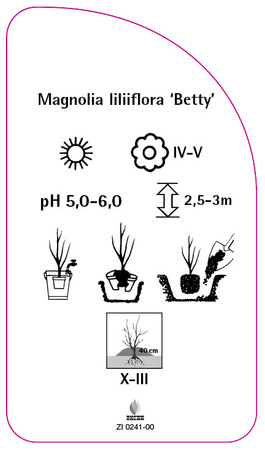 Magnolia liliiflora 'Betty'