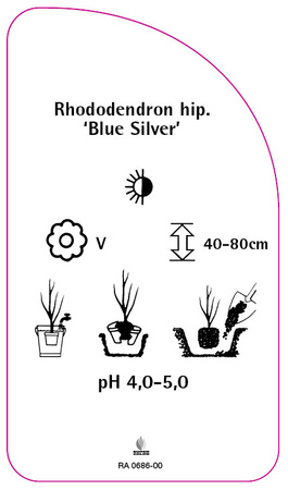 Rhododendron hippophaeoides 'Blue Silver'