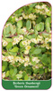 Berberis thunberii 'Green Ornament'