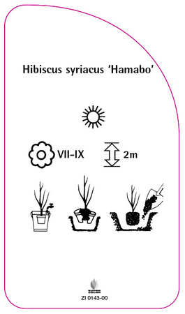 Hibiscus syriacus 'Hamabo'