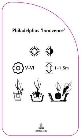 Philadelphus 'Innocence'