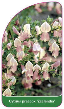 Cytisus praecox 'Zeelandia'