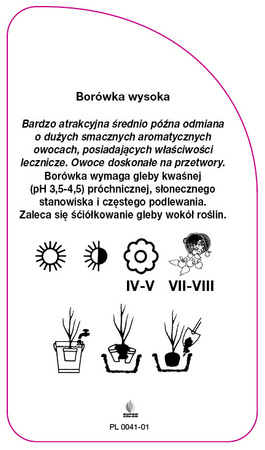 Vaccinium corymbosum 'Legacy'