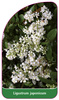 Ligustrum japonicum