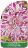 Deutzia hybrida 'Strawberry Fields'