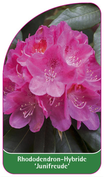 Rhododendron-Hybride 'Junifreude'