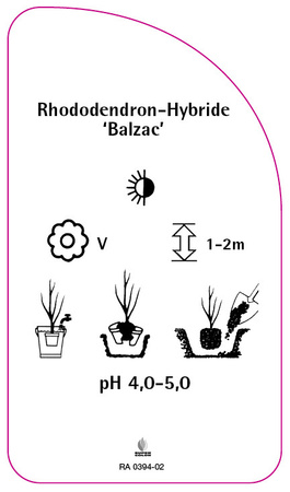 Rhododendron-Hybride 'Balzac'