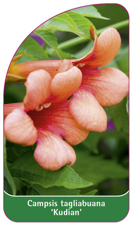 Campsis tagliabuana 'Kudian'