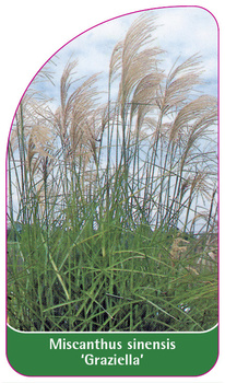 Miscanthus sinensis 'Graziella'