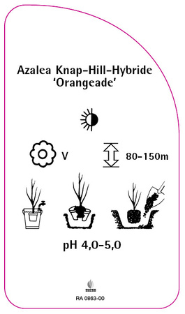 Azalea Knap-Hill-Hybride 'Orangeade'