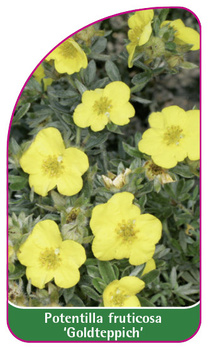Potentilla fruticosa 'Goldteppich'