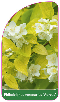 Philadelphus coronarius 'Aureus'