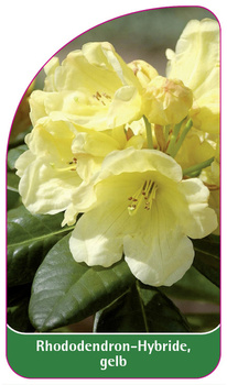 Rhododendron-Hybride, gelb
