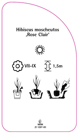 Hibiscus moscheutos ,Rose Clair'