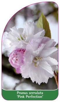 Prunus serrulata 'Pink Perfection'