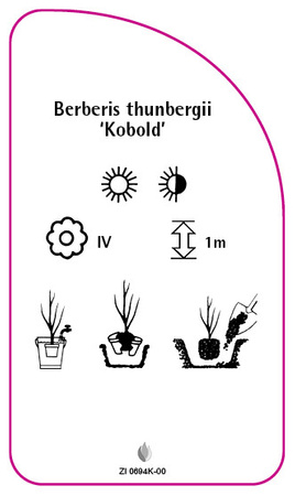 Berberis thunbergii 'Kobold'