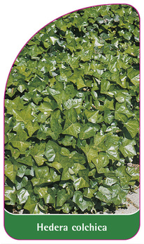 Hedera colchica