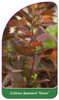 Cotinus dummeri 'Grace'