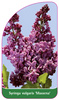 Syringa vulgaris 'Massena'
