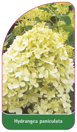 Hydrangea paniculata