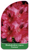 Rhododendron repens 'Corinna'