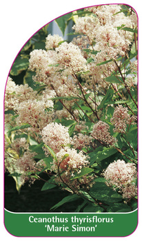Ceanothus thyrisflorus 'Marie Simon'