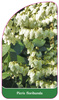 Pieris floribunda