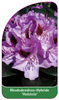 Rhododendron-Hybride 'Holstein'