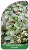 Cotoneaster dammeri 'Eichholz'