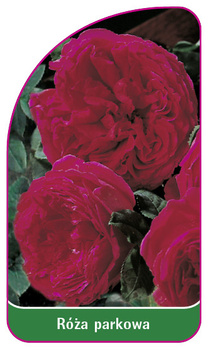 Róza parkowa Nr. 405