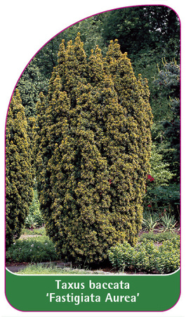 Taxus baccata 'Fastigiata Aurea'