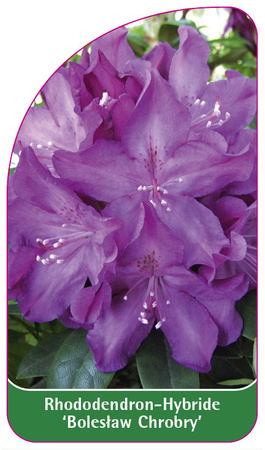 Rhododendron-Hybride 'Boleslaw Chrobry'