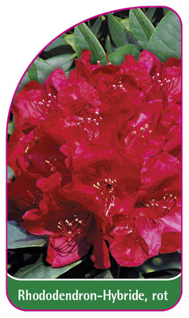 Rhododendron-Hybride, rot