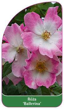 Róza 'Ballerina'