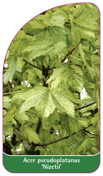 Acer pseudoplatanus 'Nizetii'