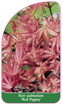 Acer palmatum 'Red Pygmy'