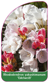 Rhododendron yakushimanum 'Edelweiß'