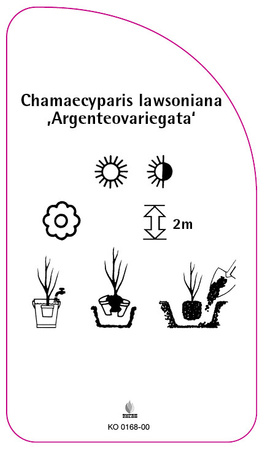 Chamaecyparis lawsoniana 'Argenteovariegata'