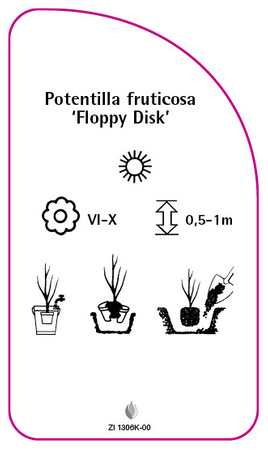Potentilla fruticosa 'Floppy Disk'
