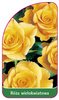Vícekvětá růže č. 251 A