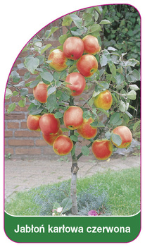 Jabłoń karłowa czerwona