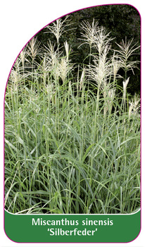Miscanthus sinensis 'Silberfeder'