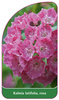 Kalmia latifolia, rosa