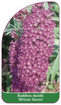 Buddleia davidii 'African Queen'