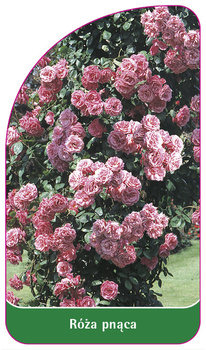 Pnoucí růže č. 311