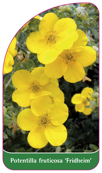 Potentilla fruticosa 'Fridheim'