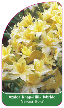 Azalea Knap-Hill-Hybride 'Narcissiflora'