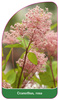 Ceanothus, rosa