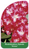 Rhododendron-Hybride 'Ariane'
