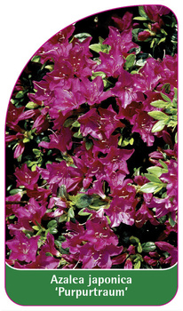 Azalea japonica 'Purpurtraum'